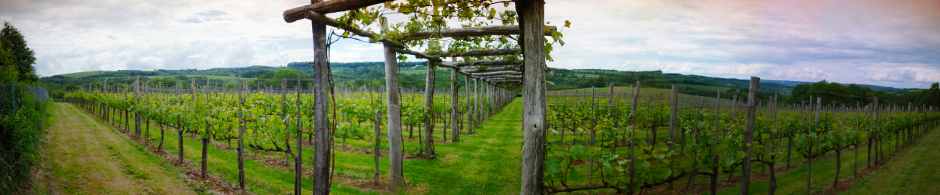 winnica spotkaniowka enoturystyka